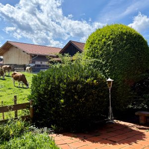 die angrenzenden Nachbarn